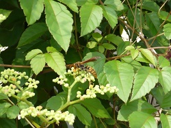 ヤブガラシにとまるスズメバチの写真