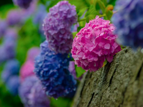 愛宕神社の紫陽花