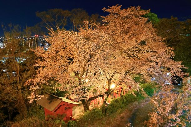 愛宕神社の夜桜