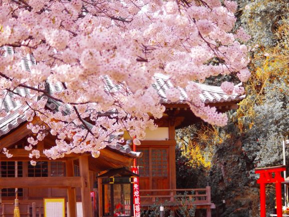 観音寺の桜