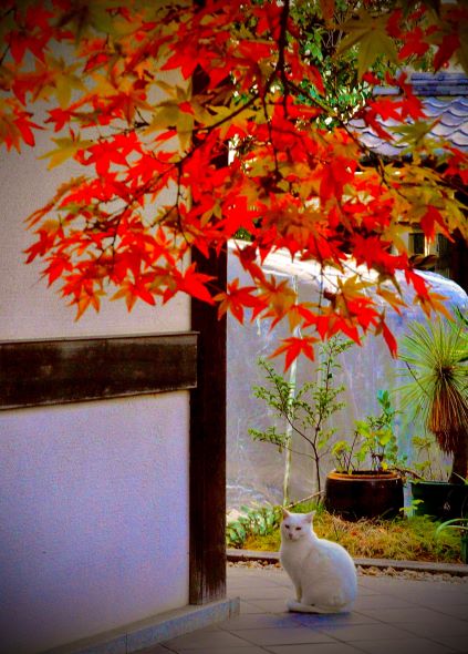 興徳寺の紅葉と白猫