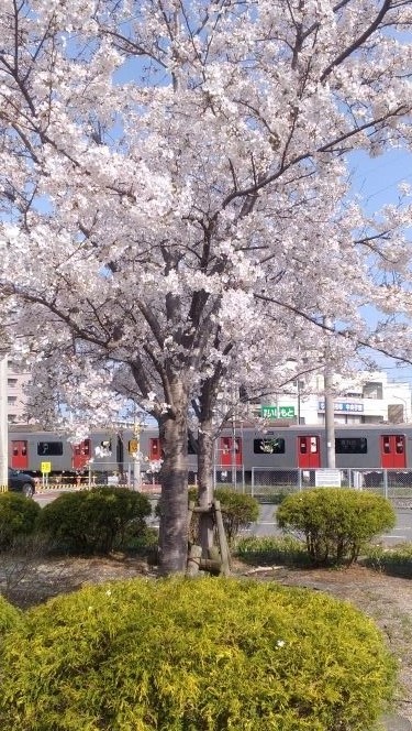 今宿東踏切付近から見た桜と電車