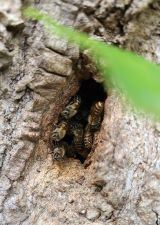 木の洞の中に営巣したニホンミツバチの写真