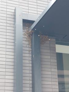 ビル1階外壁に付いた分蜂の写真