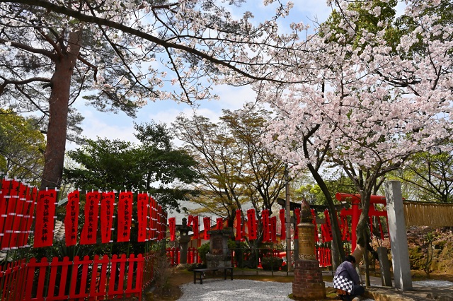 紅葉八幡宮の桜の写真（その2）