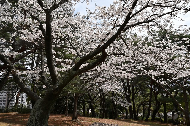 紅葉八幡宮の桜の写真（その3）