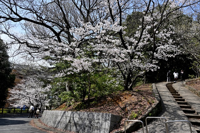 祖原公園の桜の写真（その1）