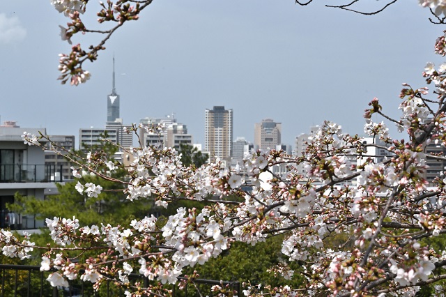 祖原公園の桜の写真（その2）