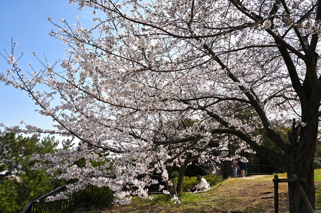 祖原公園の桜の写真（その4）