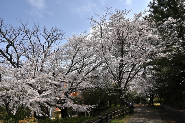 祖原公園の桜の写真（その5）