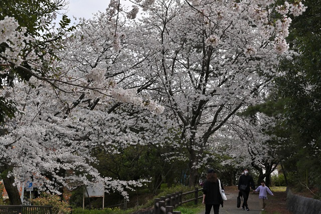 祖原公園の桜の写真（その6）