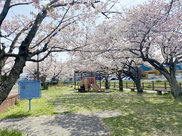 原団地周辺の桜の様子（その1）