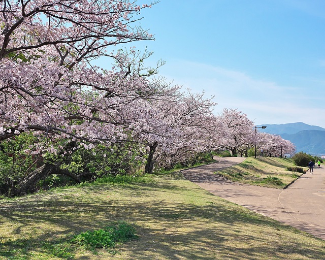室見川河畔公園周辺の桜のようす（その1）