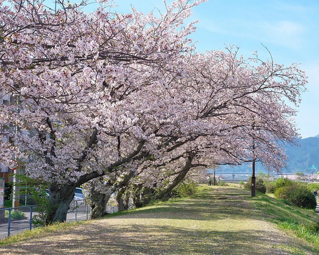 室見川河畔公園周辺の桜のようす（その2）