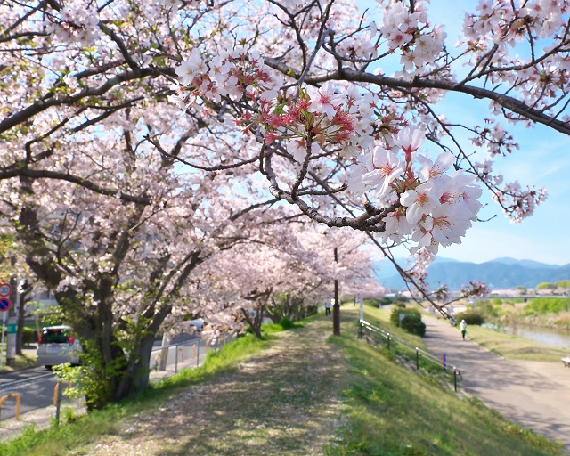 室見川河畔公園周辺の桜のようす（その3）