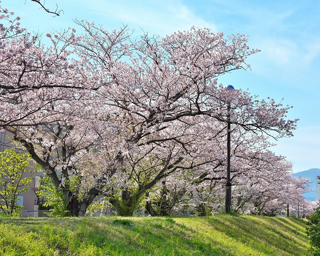 室見川河畔公園周辺の桜のようす（その4）