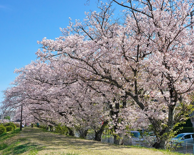 室見川河畔公園周辺の桜のようす（その6）