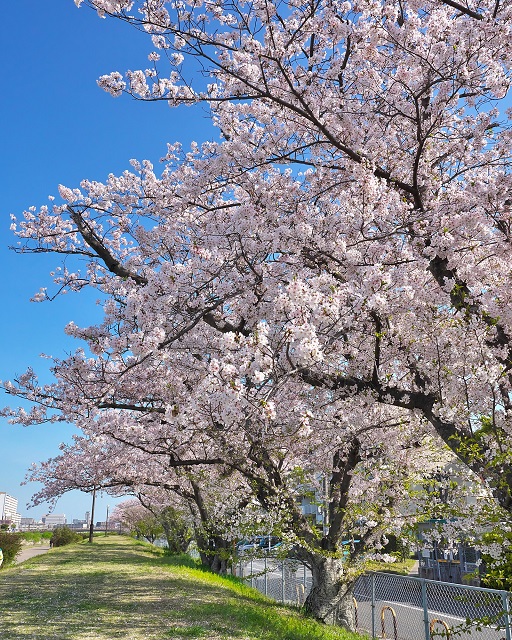 室見川河畔公園周辺の桜のようす（その7）