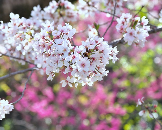室見川河畔公園周辺の桜のようす（その8）