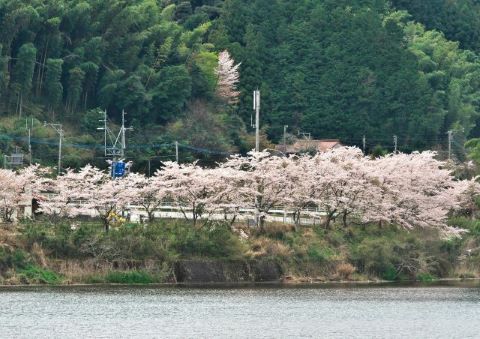 曲渕ダム湖畔の桜