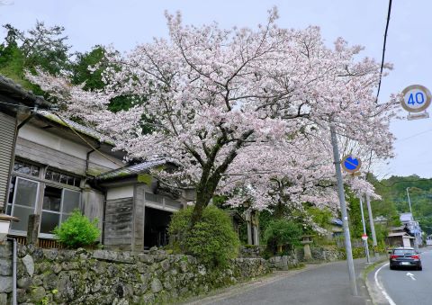 石釜公民館の桜