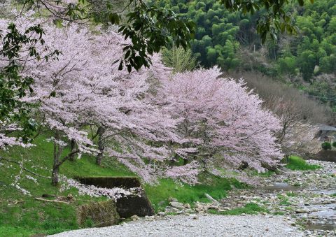 旧曲渕小学校周辺の桜