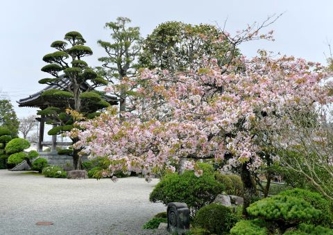 西音寺の桜