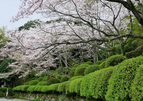 西音寺の桜と咲く前のツツジ