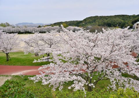 遠くから見る重留中央公園の桜