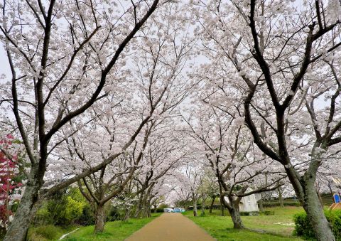 重留中央公園の桜の中の道