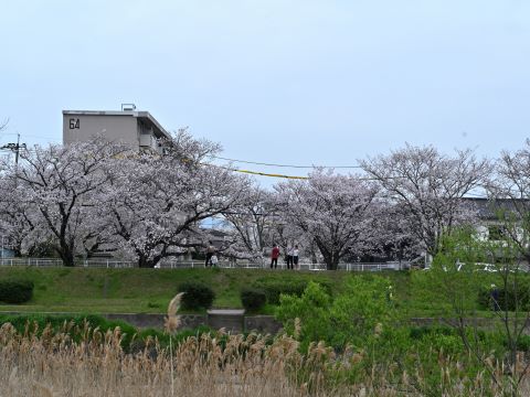 桜並木と写真撮影をする人々