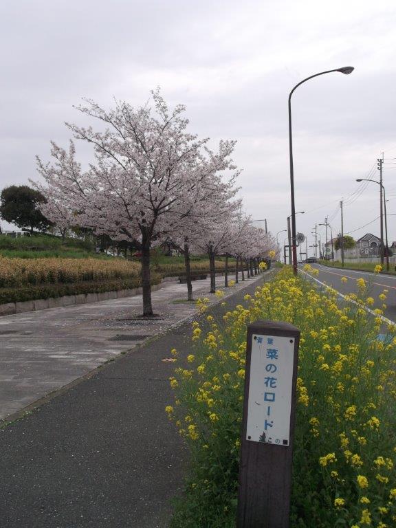 青葉公園に咲く桜と菜の花