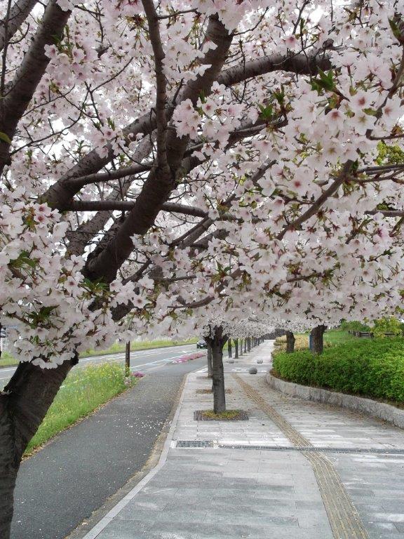 西側街路樹の桜