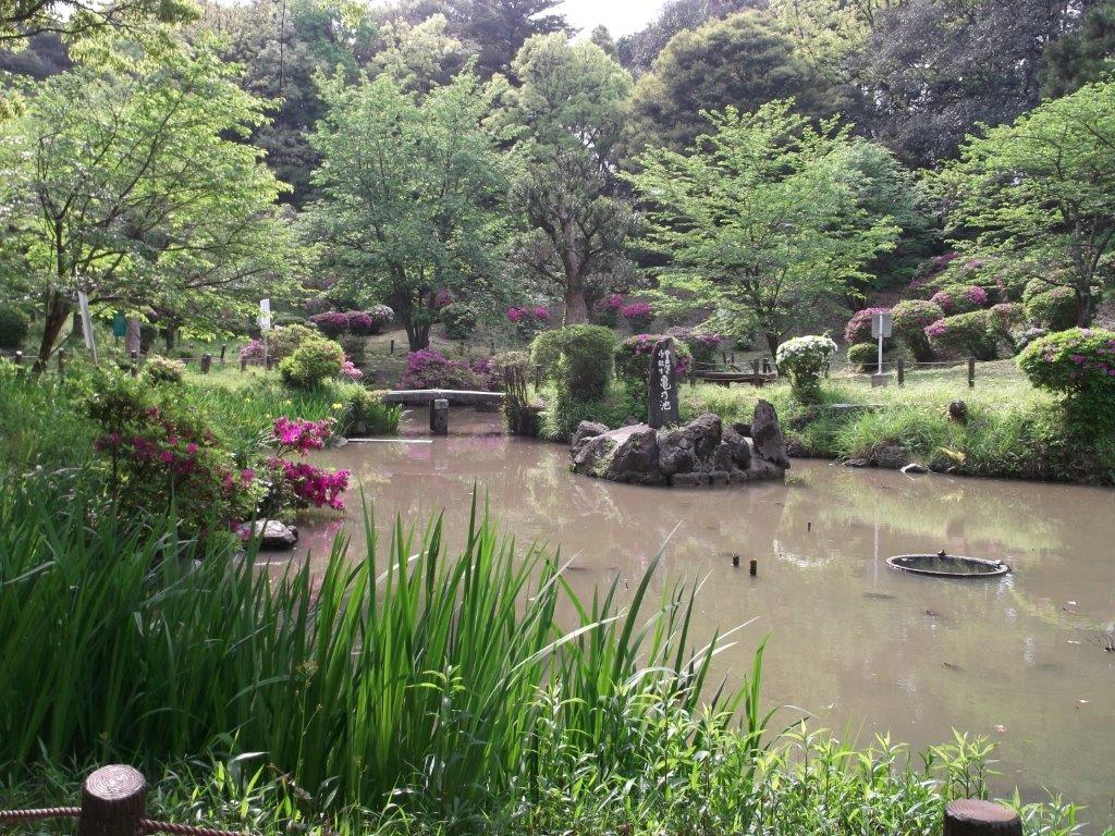 香椎宮の亀の池の庭園のつつじの写真3