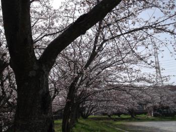 香椎宮の桜の写真1