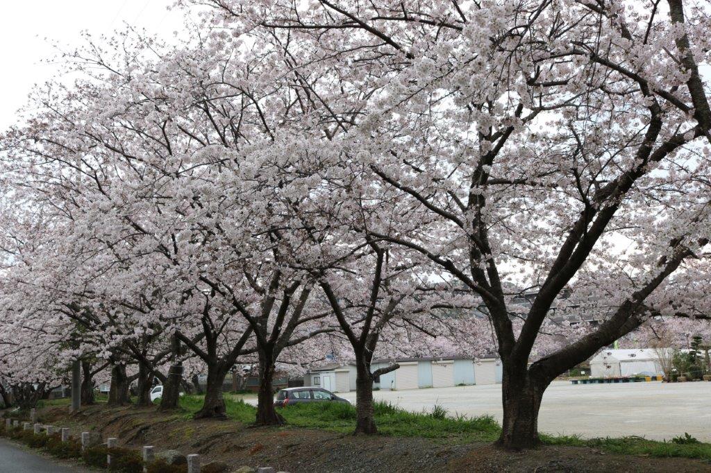 香椎宮の桜の写真2
