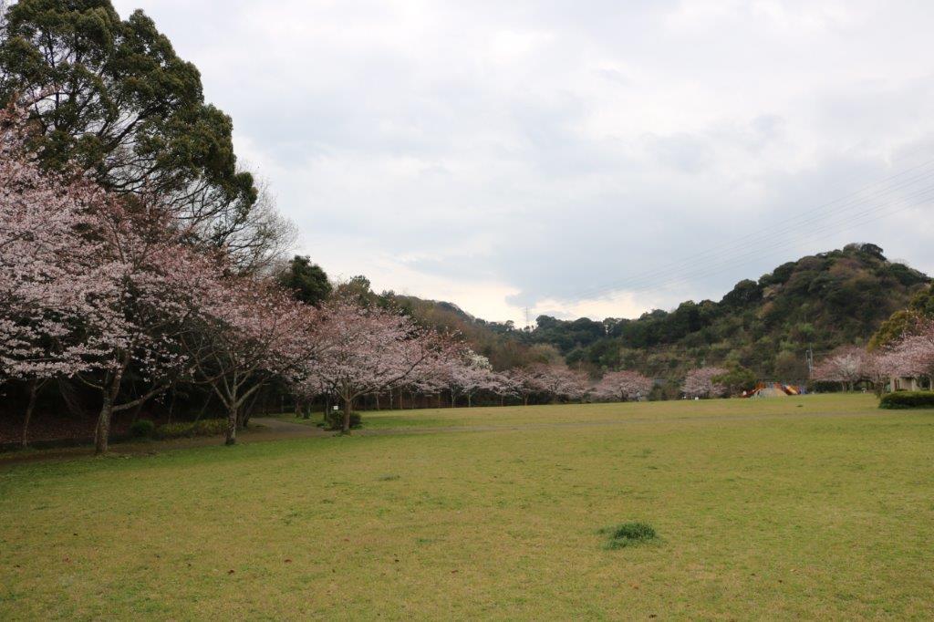 長谷ダムの桜の写真１