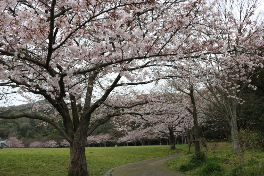 長谷ダムの桜の写真3