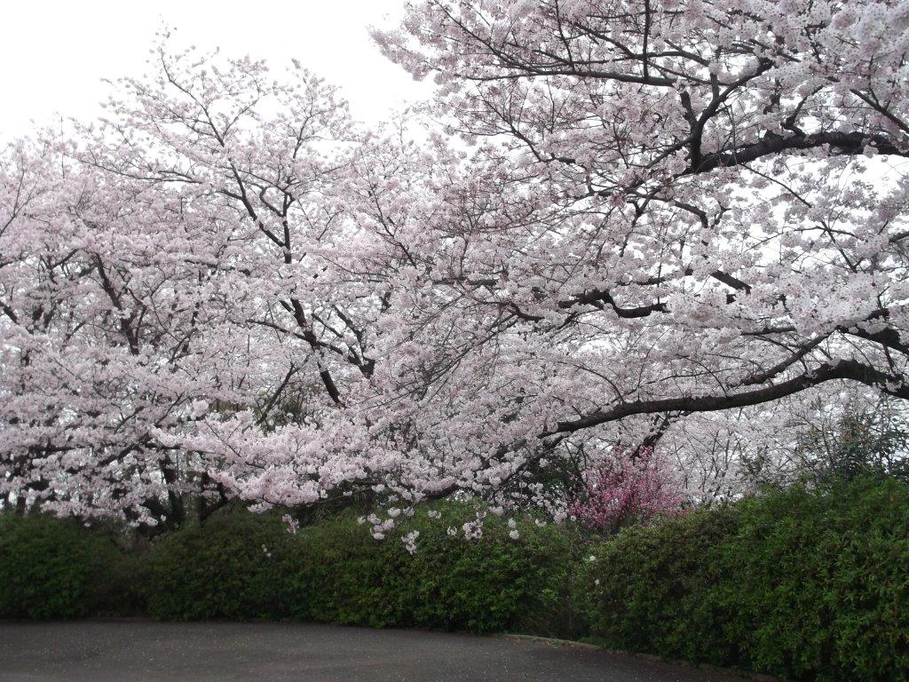 松崎配水場の桜1