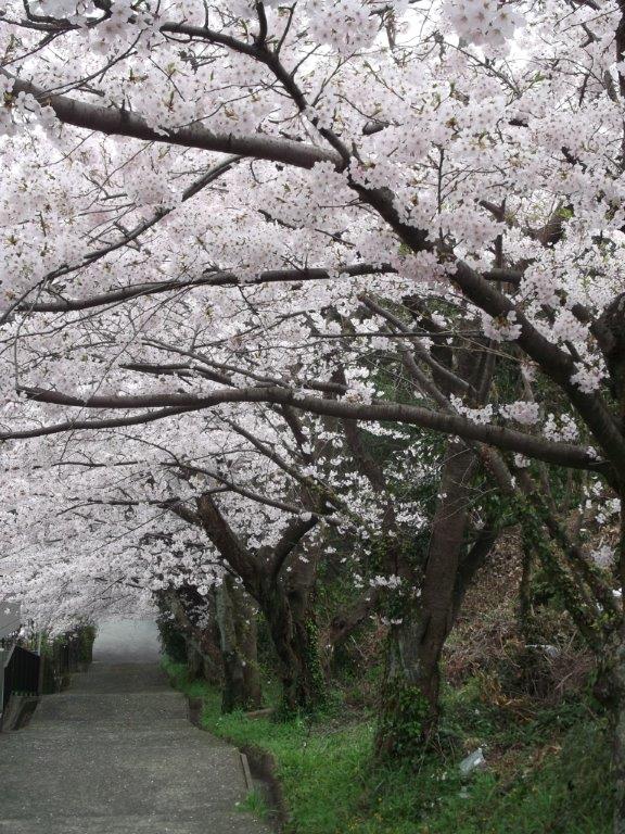 松崎配水場の桜3