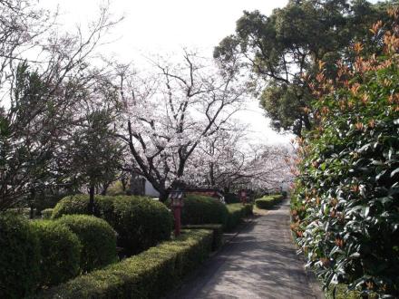 「宗栄寺の桜」の拡大画像１