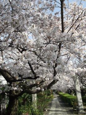 「宗栄寺の桜」の拡大画像２