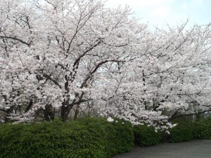 「松崎浄水場の満開の桜」の拡大画像１
