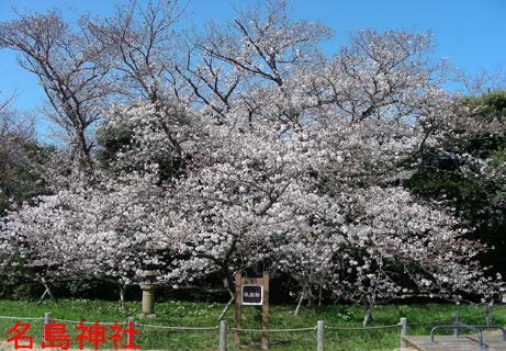 名島神社の桜の様子
