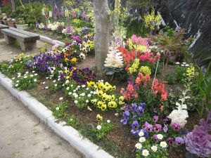 画像:中公園ガーデンクラブの花壇の写真1