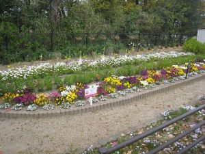 画像:西南杜の花クラブの花壇の写真2