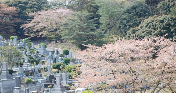 平尾霊園の桜の画像