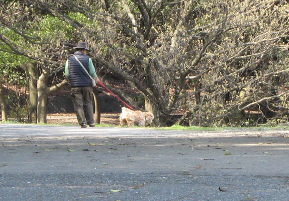 平尾霊園内で犬の散歩をする人の画像