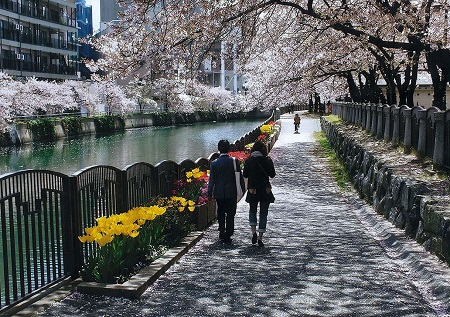 桜花の中を歩くの画像