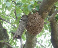 ミツバチの巣　分蜂とよばれ，春から夏にかけての仮住まいなので，数日経てばいなくなります。